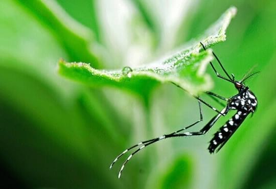 Уреди против комари с УВ светлина