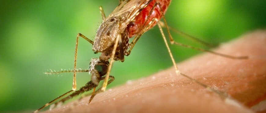 Ухапвания от комари