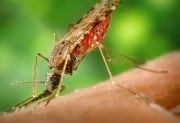 Уреди против комари с УВ светлина